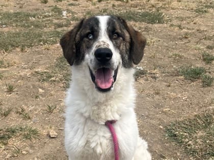 Photo of Grayson, adoptable dog in Georgetown, Texas