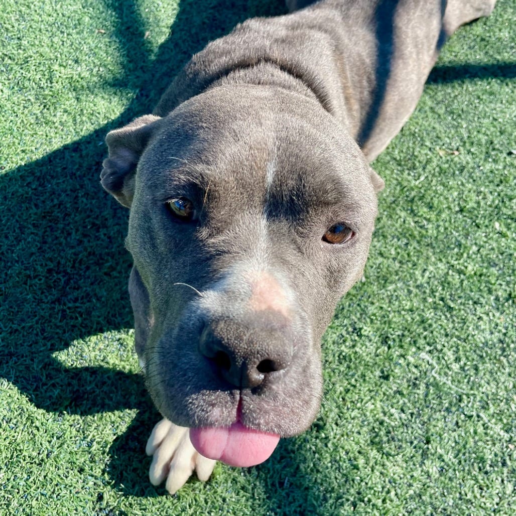 Photo of Dasher, adoptable Mixed Breed (Medium)