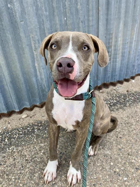 Photo of Astro, adoptable American Pit Bull Terrier in Albuquerque, New Mexico