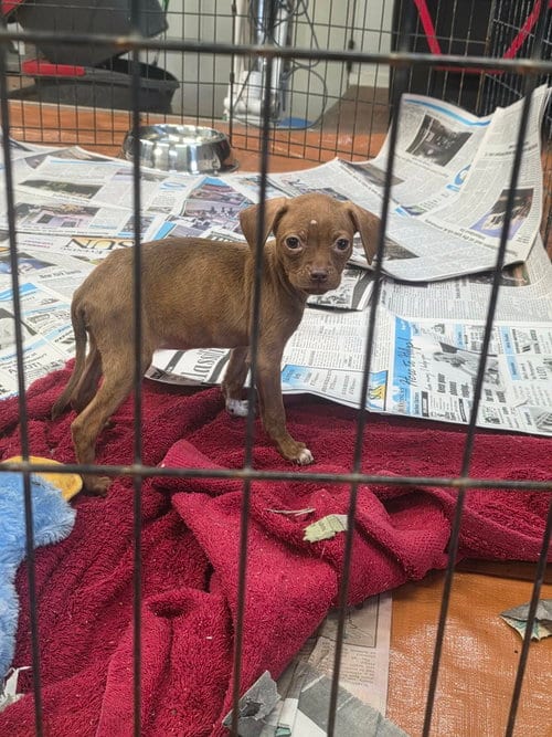 Photo of Harper (NY-Sarah), adoptable Chihuahua in SHERBURNE, New York