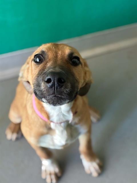 Photo of A256725, adoptable German Shepherd Dog in Visalia, California