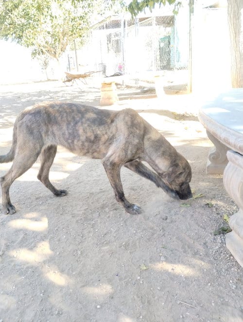 Photo of Parvati-good candidate for therapy pooch, adoptable Terrier in Apple Valley, California