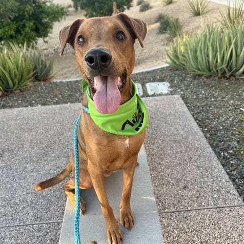 Photo of Benji, adoptable Doberman Pinscher in Mesa, Arizona