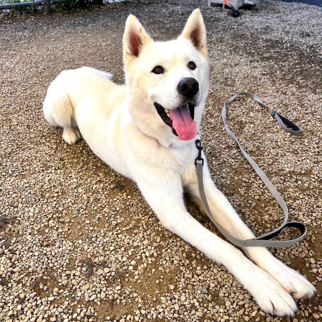 Photo of Bobo, adoptable Husky, Siberian in Berea, Ohio