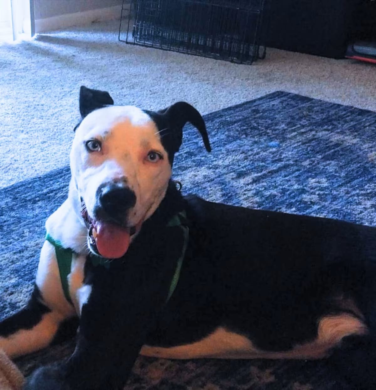 Photo of Mickey, adoptable Mixed Breed (Medium) in Colorado Springs, Colorado