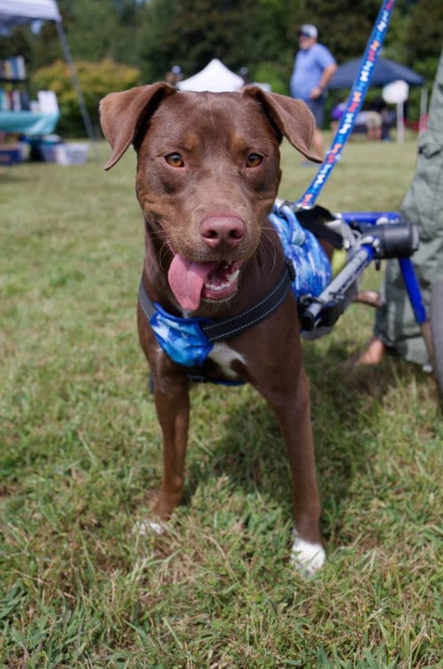 Photo of "Fig" Figaro Nespresso Philippe Blitchok, adoptable Labrador Retriever in Holly Springs, North Carolina