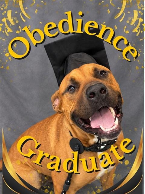 Photo of Emmett, adoptable dog in Palmetto, Florida