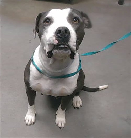 Photo of Maizie, adoptable American Pit Bull Terrier in Phoenix, Arizona