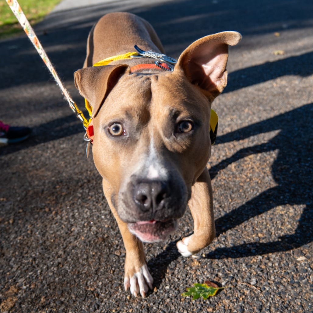 Photo of The Duke of Rolland, adoptable Terrier, American Pit Bull in Baltimore, Maryland