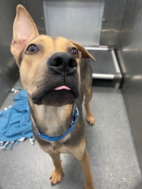 Photo of Blue, adoptable Mixed Breed