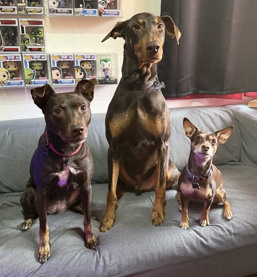 Photo of Copper, adoptable Doberman Pinscher in Seattle, Washington