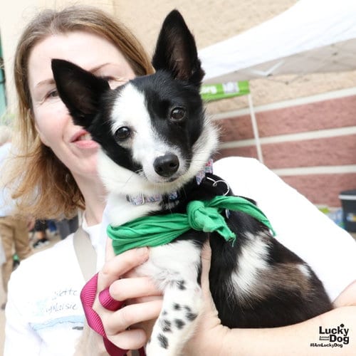 Photo of Maisie, adoptable Jack Russell Terrier in Washington, District of Columbia