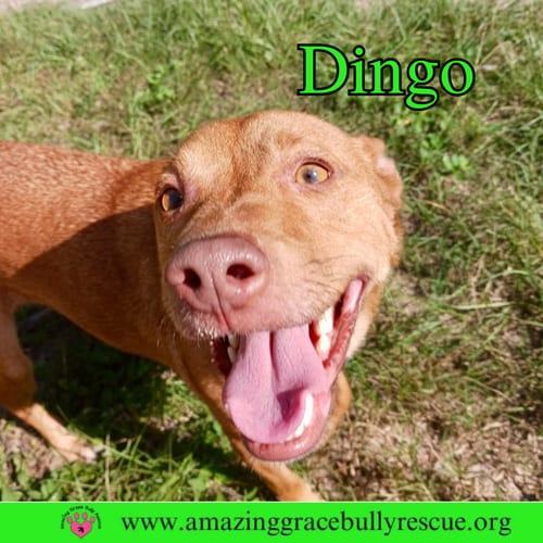 Photo of Dingo, adoptable American Pit Bull Terrier in Milton, Florida