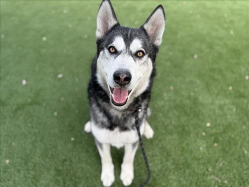 Photo of Monkey, adoptable Siberian Husky in Los Angeles, California