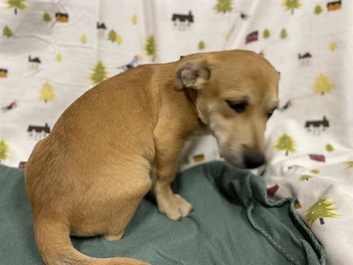 Photo of Casey, adoptable Labrador Retriever in Modesto, California