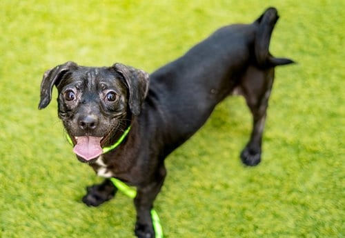 Photo of Cola, adoptable Dachshund in San Jose, California