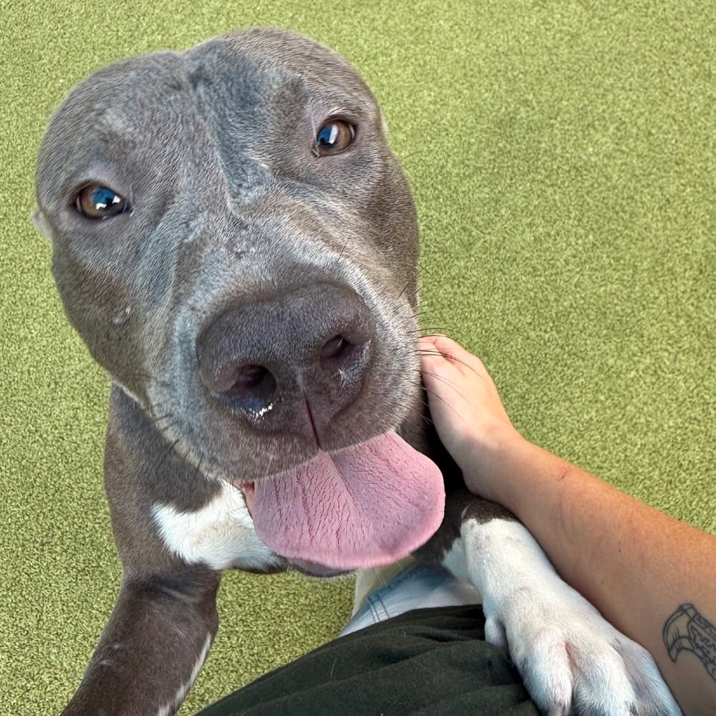 Photo of Gardener, adoptable Mixed Breed (Medium) in Greensboro, North Carolina