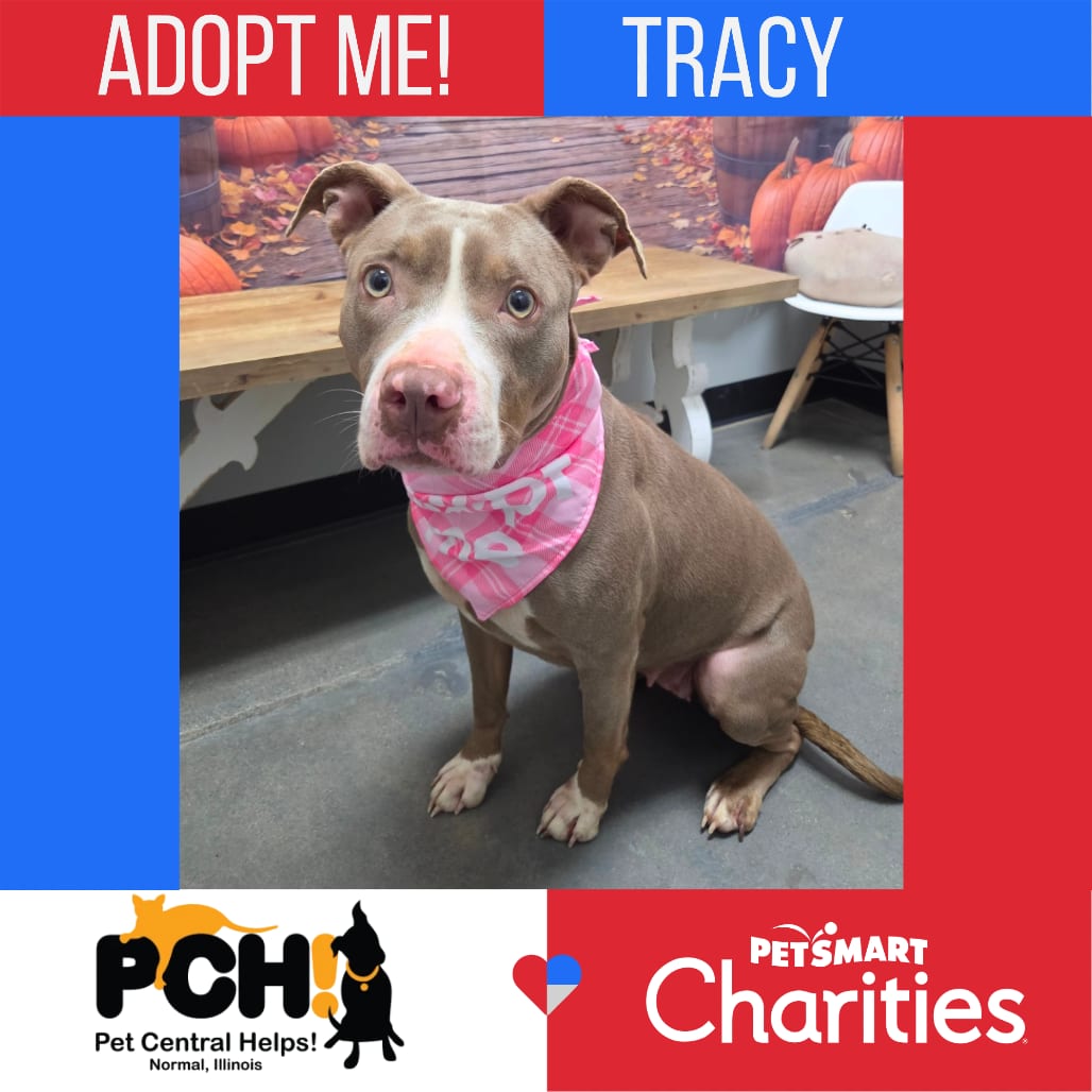 Photo of Tracy, adoptable Terrier, American Pit Bull in Normal, Illinois