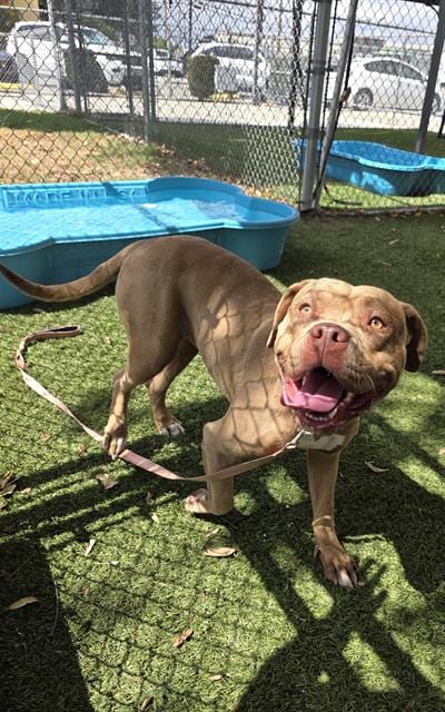 Photo of Maris, adoptable Pit Bull Terrier in Downey, California