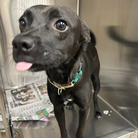 Photo of Apollo, adoptable Mixed Breed (Small)