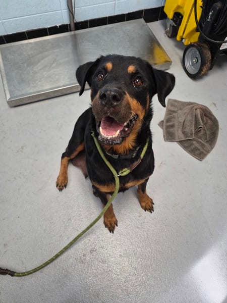Photo of Nc-2, adoptable Rottweiler cross in Lawrenceville, Georgia