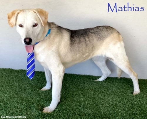 Photo of Mathias, adoptable Hound in San Diego, California
