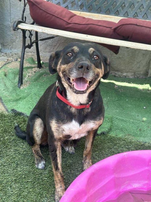 Photo of Thalia, adoptable Rottweiler in Inglewood, California
