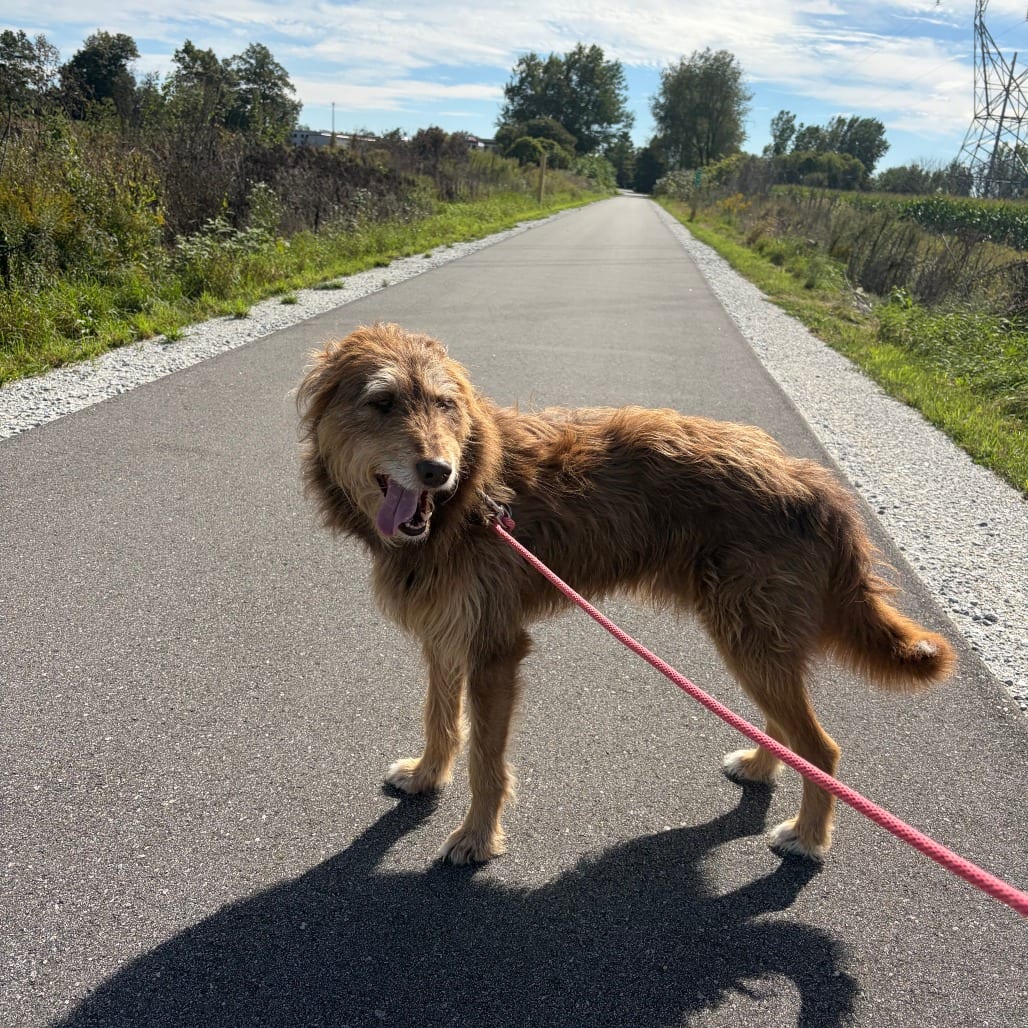 Photo of Rocky, adoptable Mixed Breed (Medium) in Grand Rapids, Michigan