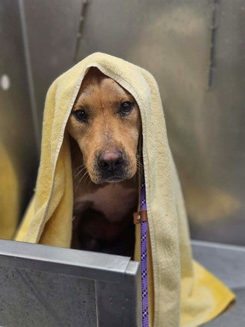 Photo of Maverick, adoptable Labrador Retriever in St Peters, Missouri