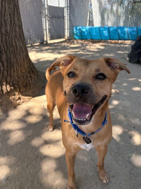 Photo of Chonkers, adoptable Pit Bull Terrier in Sacramento, California