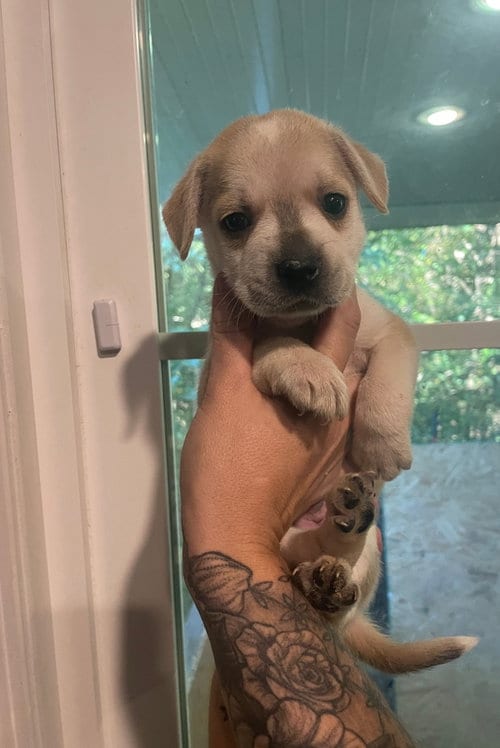 Photo of Cinnamon, adoptable Unknown breed in Holly Springs, North Carolina