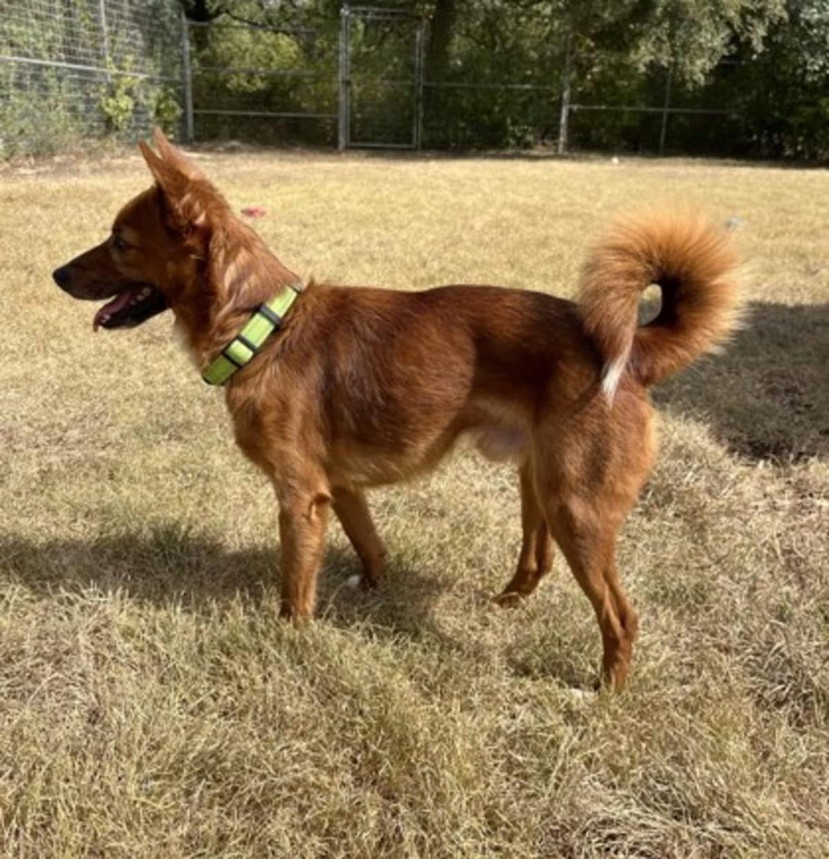 Photo of Prince 9-22-26, adoptable Finnish Spitz in Bulverde, Texas