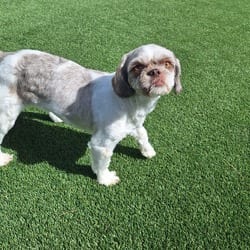 Photo of Velvet 5287, adoptable Shih Tzu in Loxahatchee, Florida