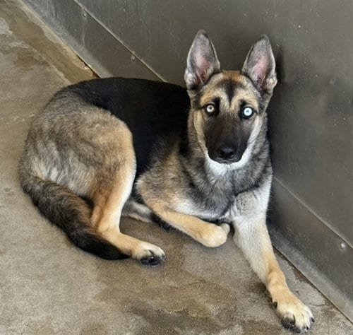 Photo of Maevis, adoptable German Shepherd Dog in San Bernardino, California