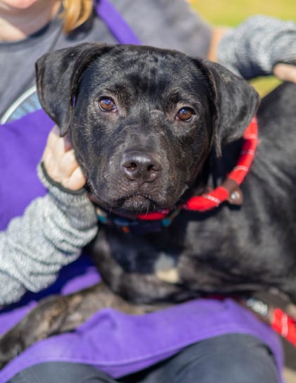 Photo of Argento, adoptable dog in Chamblee, Georgia