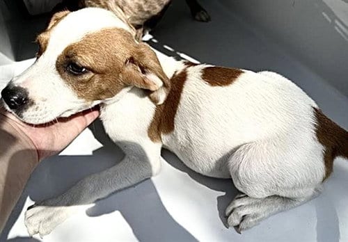 Photo of A661041, adoptable Labrador Retriever in Houston, Texas
