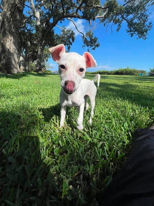 Photo of Tiffany Pup -Kilo, adoptable Jack Russell Terrier in Pompano Beach, Florida