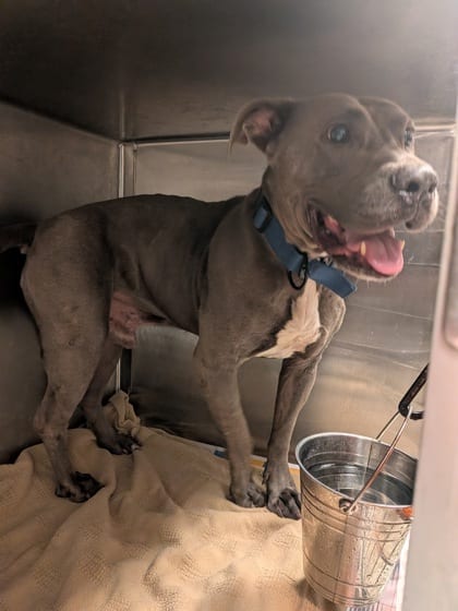 Photo of Pank, adoptable dog in Atlanta, Georgia