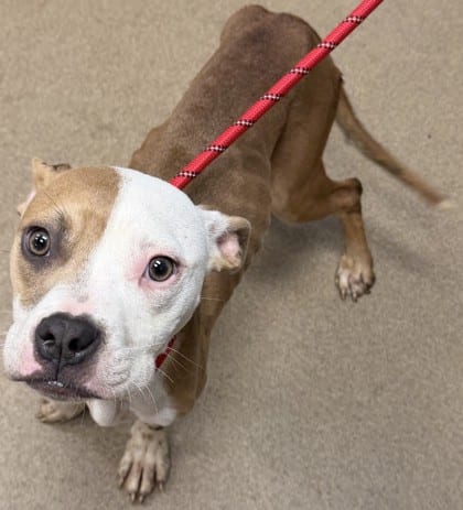 Photo of Lovisa, adoptable dog in Chamblee, Georgia