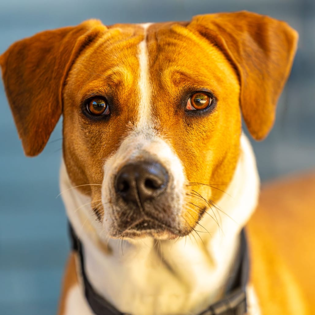 Photo of Xenon, adoptable Mixed Breed (Medium) in Decatur, Georgia