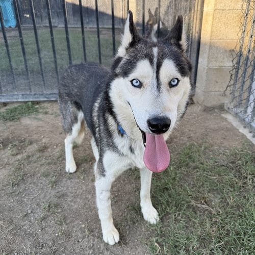 Photo of Sharkie, adoptable Siberian Husky in Riverside, California