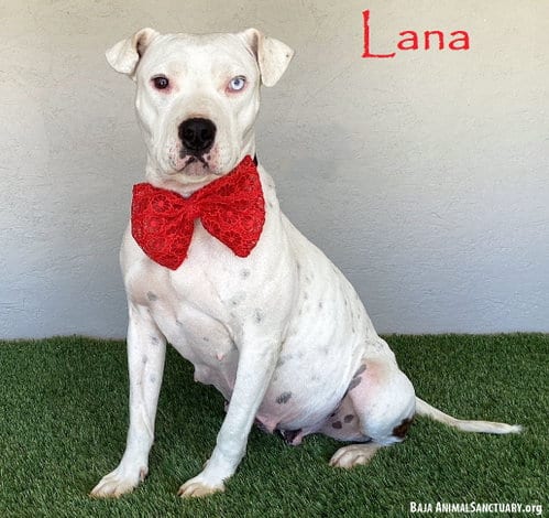 Photo of Lana, adoptable Pit Bull Terrier in San Diego, California