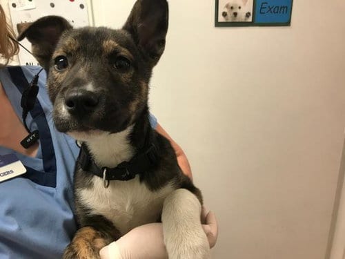 Photo of Blue, adoptable German Shepherd Dog in Lawrence, Kansas