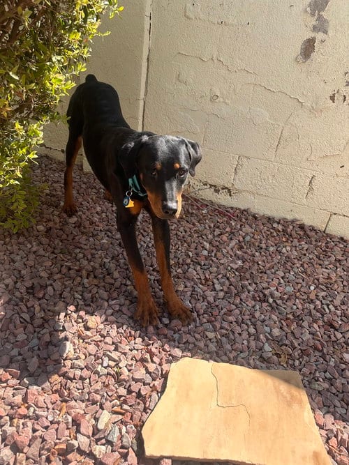 Photo of Willy, adoptable Rottweiler in Gilbert, Arizona