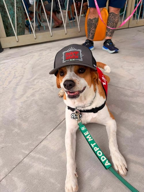 Photo of Philip, adoptable Hound in Saint Augustine, Florida