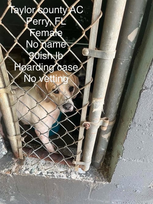 Photo of Chloe Grace, adoptable Beagle in Tampa, Florida
