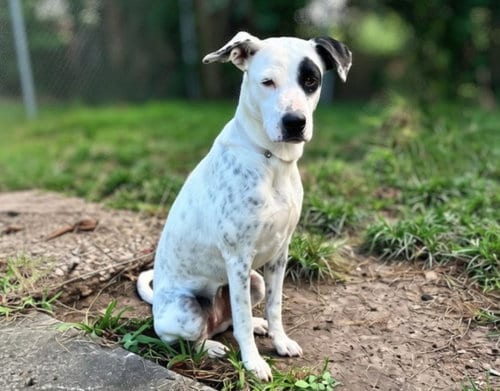 Photo of Nieve, adoptable Staffordshire Bull Terrier in Houston, Texas