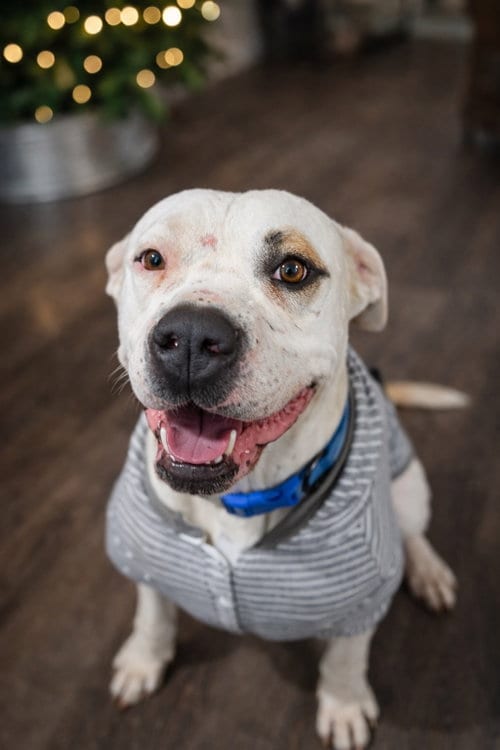 Photo of Cane, adoptable American Staffordshire Terrier in San Diego, California