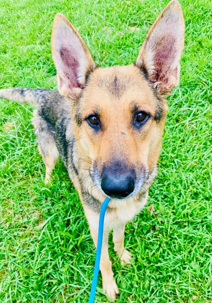 Photo of Glory, adoptable German Shepherd Dog in Chickamauga, Georgia