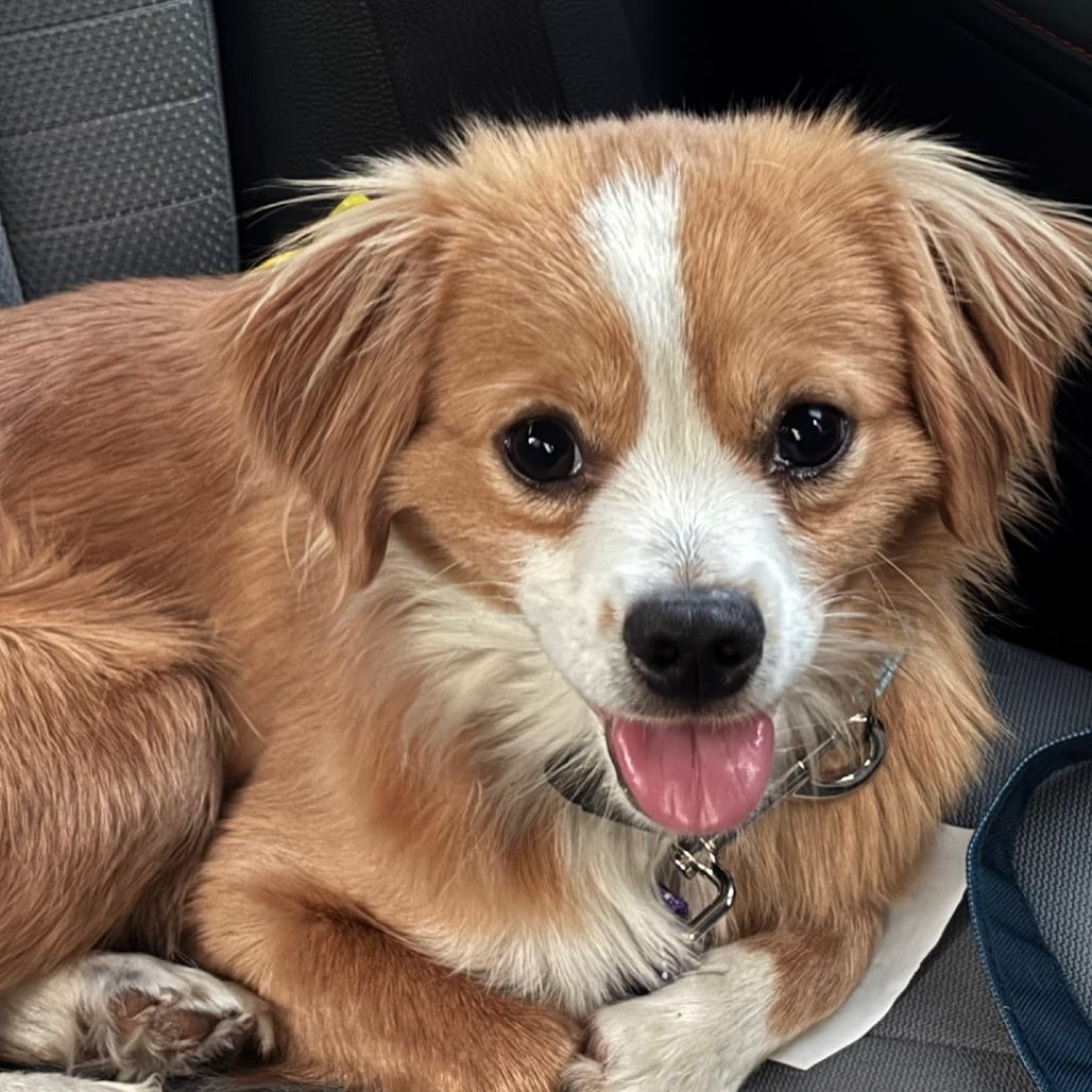 Photo of Finn, adoptable Mixed Breed (Small) in San Francisco, California